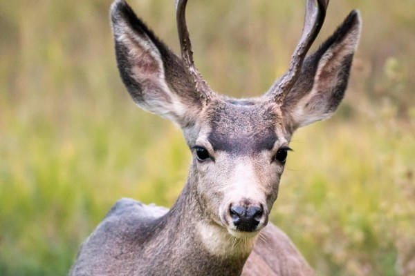 WILDPARK-AURACH-BEI-KITZBUeHEL