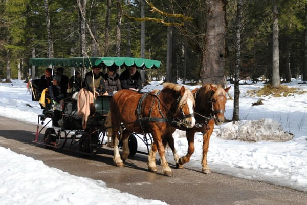 Horse-drawn-sled-ride